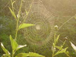 Spinnennetz